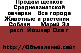 Продам щенков Среднеазиатской овчарки - Все города Животные и растения » Собаки   . Марий Эл респ.,Йошкар-Ола г.